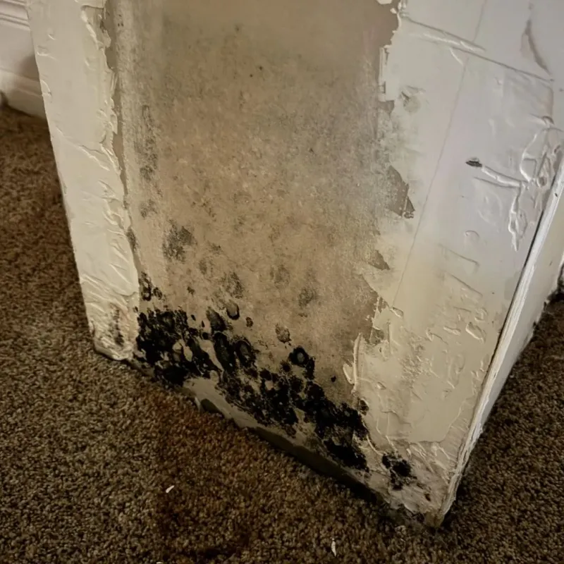 Professional Mold Removal in Geary County, KS